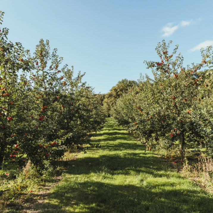 Kentish Pip Cider Tour and Tasting 2024