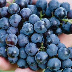 Woolton Wine Tour and Tasting 2025