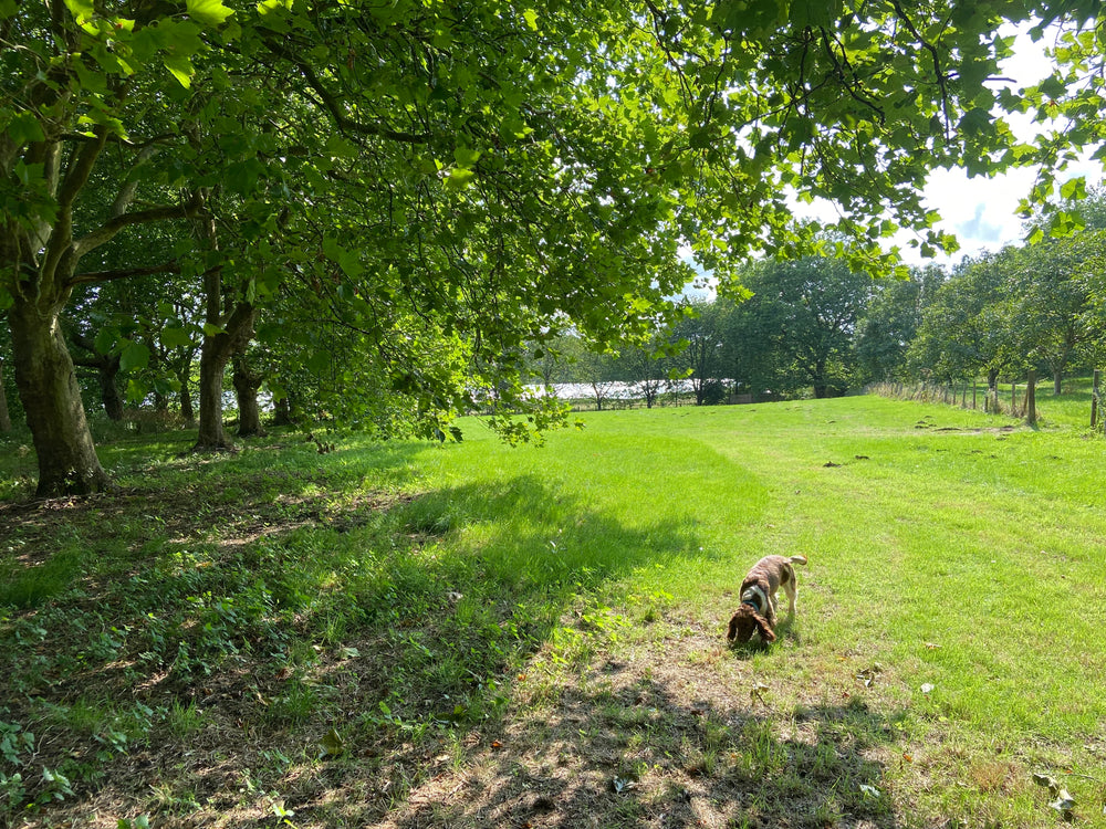 A campsite meadow with trees, and a dog freely walking on the grass
