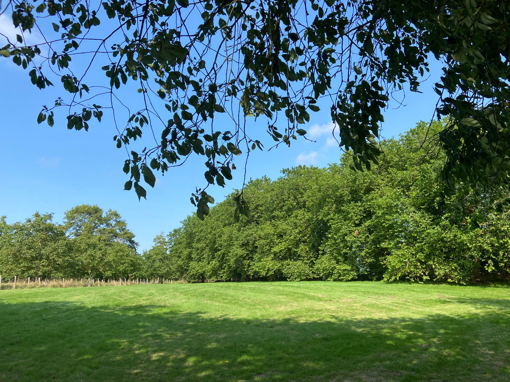 A self-pitch campsite meadow, full of trees and greenery on a sunny day
